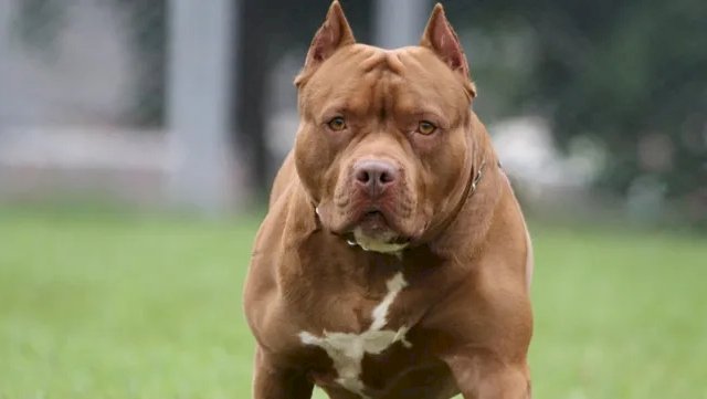 pitbull