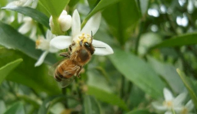 Argentina: descubren 4 nuevas especies de abejas