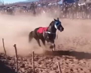 CABALLO